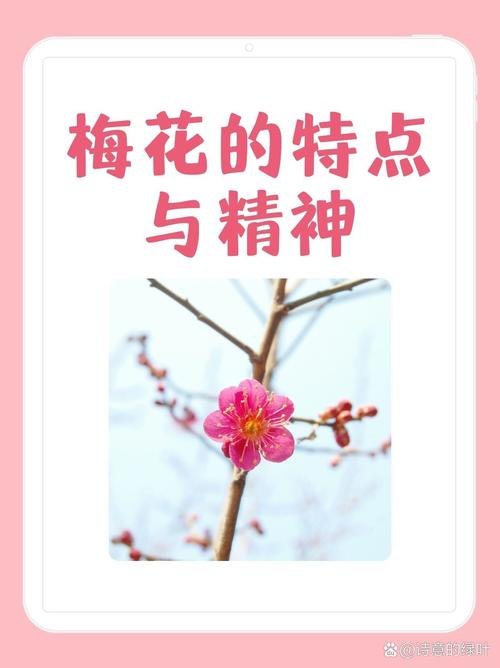 梅花视频不限次数看花钱吗?2025最新免费观看方法及会员机制解析 梅花视频不限次数看花钱吗?2025最新免费观看方法及会员机制解析