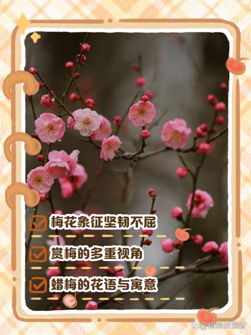梅花视频不限次数看花钱吗?2025最新免费观看方法及会员机制解析 梅花视频不限次数看花钱吗?2025最新免费观看方法及会员机制解析