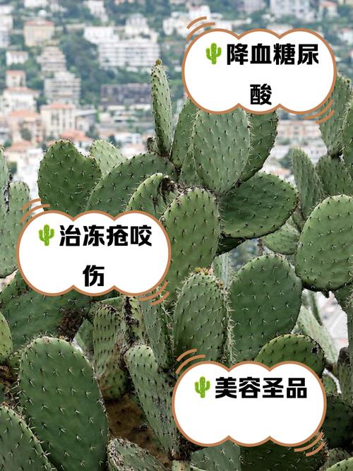 仙人掌app免费下载安装教程:功能解析与使用技巧分享 仙人掌app免费下载安装教程:功能解析与使用技巧分享