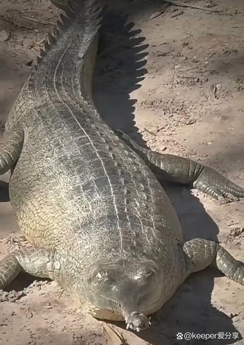 鸭嘴鳄的独特习性及生存现状：揭秘水陆两栖的活化石生物