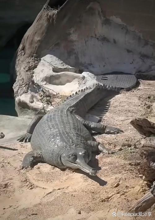 鸭嘴鳄的独特习性及生存现状：揭秘水陆两栖的活化石生物