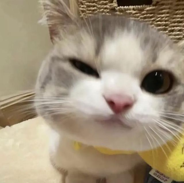 喵崽视频