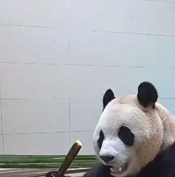熊猫视频1.0.1安卓版