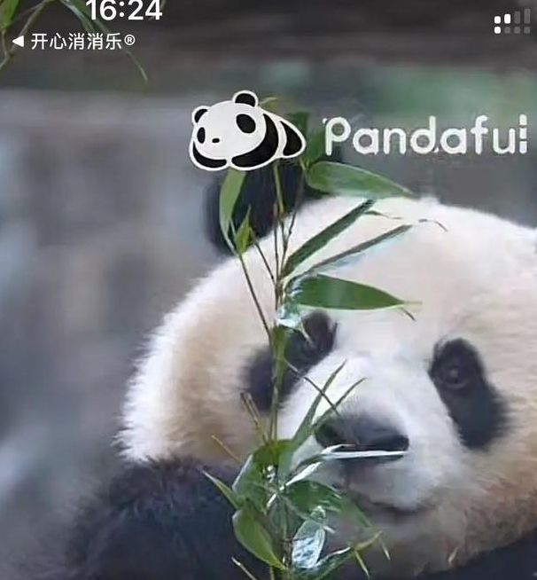 熊猫视频1.0.1安卓版