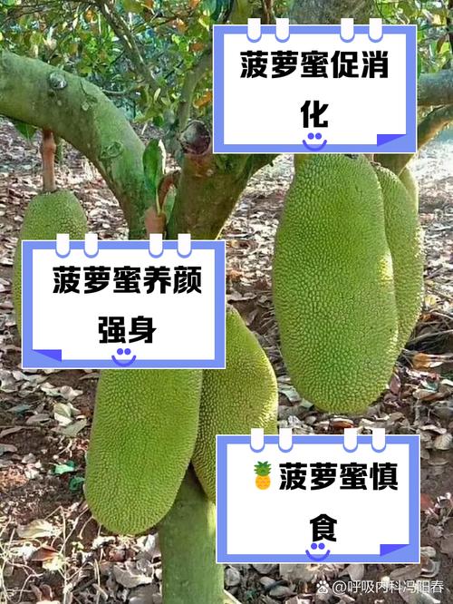 丝瓜樱桃秋葵榴莲菠萝蜜